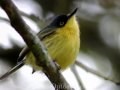 Bird Beaks