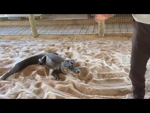 How to master an alligator video lesson Gator Park Florida everglades live hunt wild animal