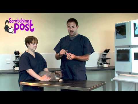 video-linktoworks-How to... Remove a tick from your cat