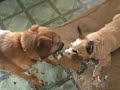 Dogumentary