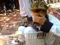 Face Plant V�rl�se