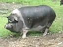 Handyman Matters \"Ed\" with Rudy Pig