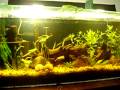 aquario plantado 