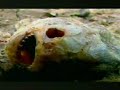 Caos no Clima | Aumento de temperatura na Amazonia