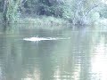 remote-control-boat-catches-fish.html