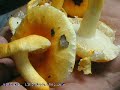 Hongos del Parque \"El Haya\" - Russula lutea Hongos del Parque \"El Haya\" - Russula lutea