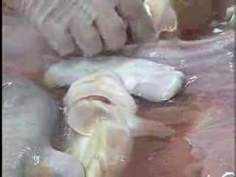 Great Hammerhead