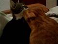 videos de Kirtash  Y Berto