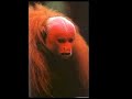 lonely monkey call