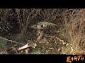Wildlife Crime Scenes