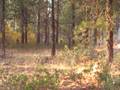 videos de Yakima trip 043
