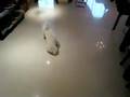Bichón Frisé video
