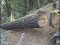 Old Growth Redwood Logging