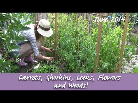 how to harvest gherkins