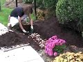 How to Plant 100 Tulips in 30 minutes or less