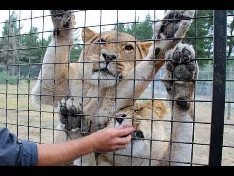 Lion Encounter at Orana Wildlife Park