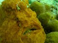 Orange Frog Fish