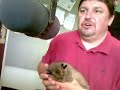 Baby bobcat visits the show