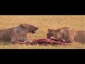 killed by lions