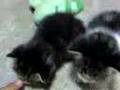 ねむれない　こねこ