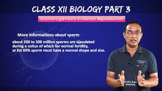 Class XII Biology Chapter 3: Gametogenesis in human reproduction (Part 2 of 4)