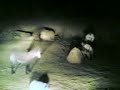 Stupid 7maar (Donkey) Stupid 7maar (Donkey)