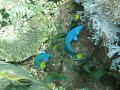Fish feeding frenzy