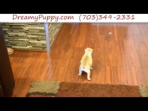 Loving Pocket Puggle Male Puppy