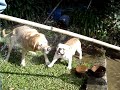 Lola deixando o Thopo louco