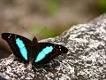 Lirio Azul.wmv