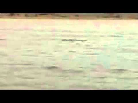 Delf�n en la playa de Arrigunaga