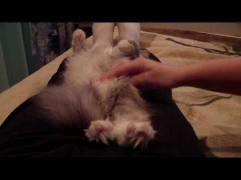 Questo gattino è davvero sensibile alle carezze! Questo gattino è davvero sensibile alle carezze!