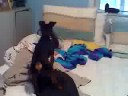 ma 2 dogs
