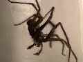 Spider in jar Spider in jar