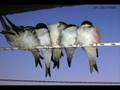 NOVI FOSILI - Lastavice mala (Swallow)