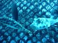jaula do dop   freediving   azores horta