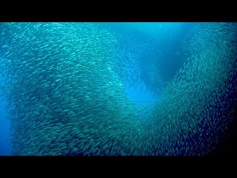 Imagen de previsualización de YouTube