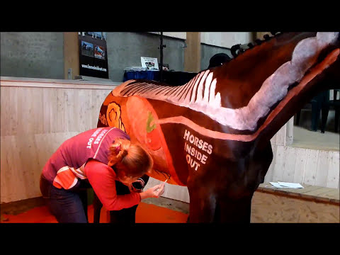 horses grand national horses grand national