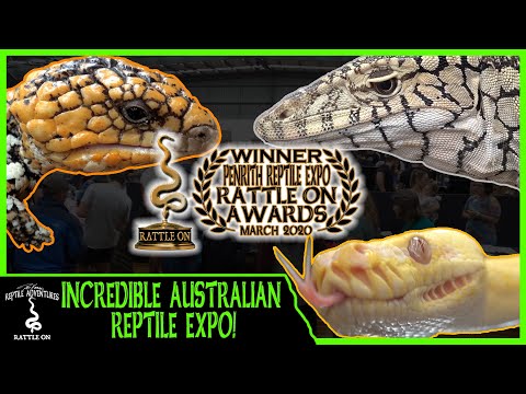 YouTube reptile video