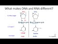 Watch 'DNA and RNA, search for genetic material'