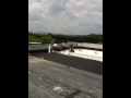 videos de Local 8 tuff guys