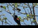 Red Winged Blackbird May 12, 2007 Warwick NY
