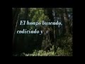 Ganderma lucidum - La Seta de la Inmortalidad