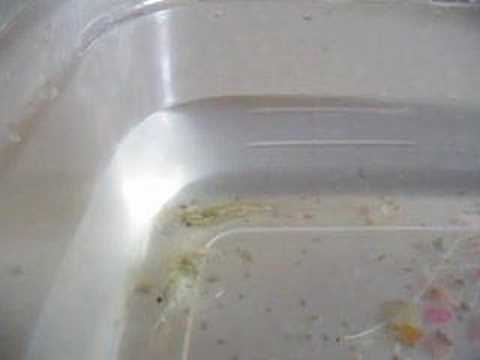 how to care ghost shrimp