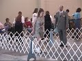 Spencer the wheaten terrier does AKC obedience