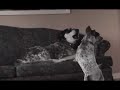 Messing With Tucker and Willie our two dogs howling