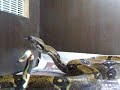 Stargazing and head trumors boa Stargazing and head trumors boa