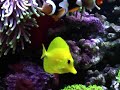 True Percula Clownfish + Tang