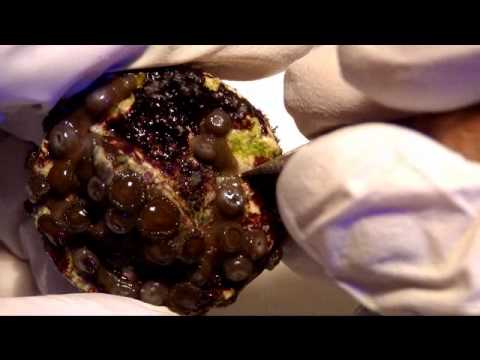 how to attach zoas to rock