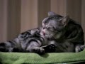 Kawaii Grooming cat　 猫　おもしろ　毛づくろい